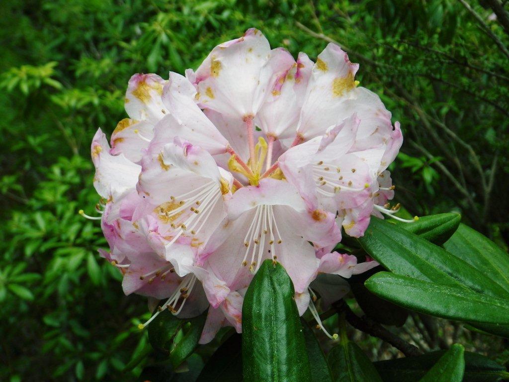 豆焼沢・54.jpg 豆焼沢・54.jpg