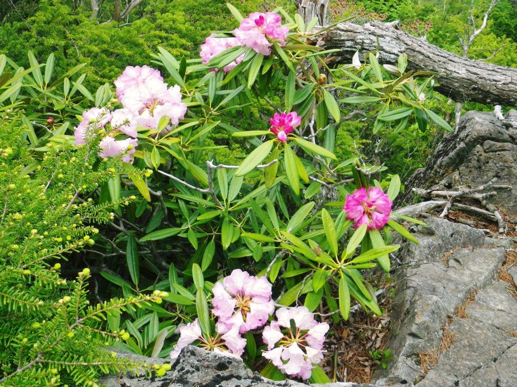 豆焼沢・55.jpg 豆焼沢・55.jpg