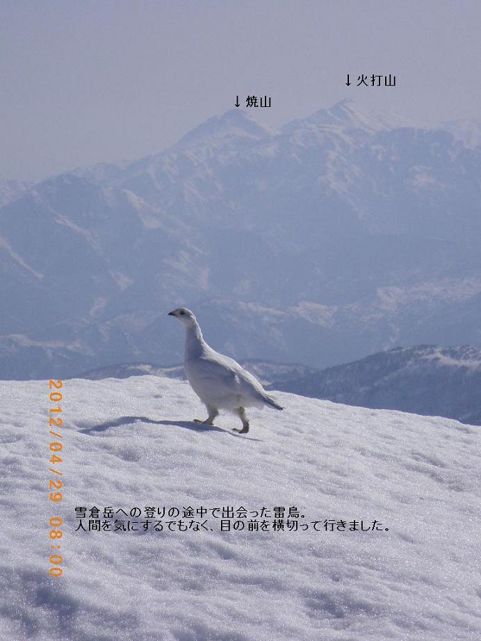 雷鳥.JPG